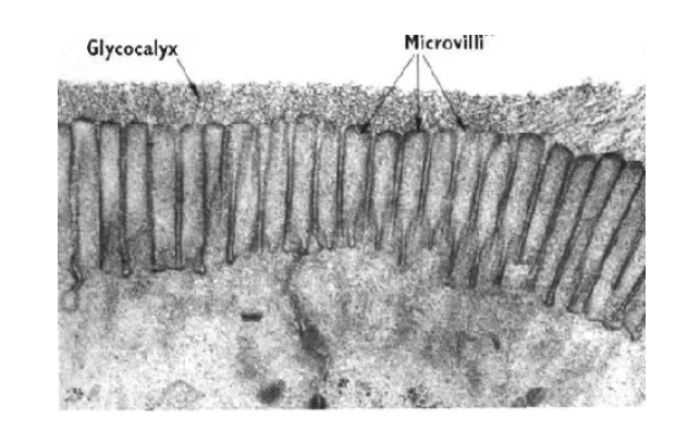 Microvilli