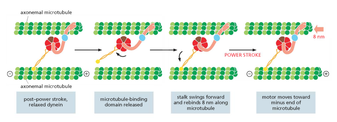 The power stroke of dynein