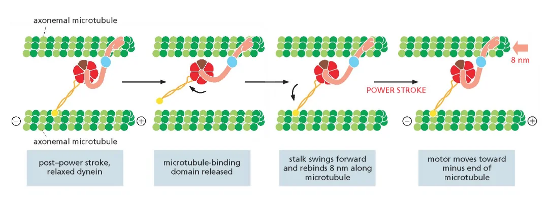 The power stroke of dynein