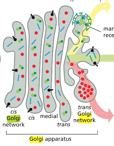 golgi apparatus