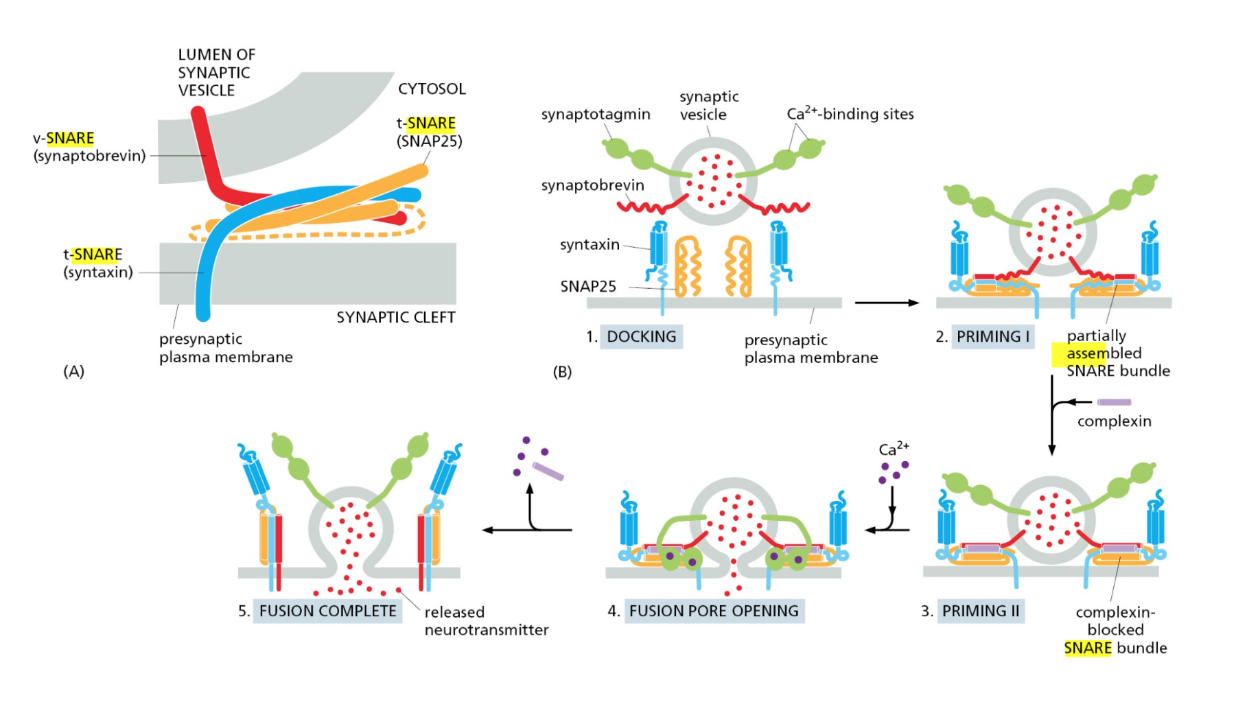 For Rapid Exocytosis, Synaptic Vesicles Are Primed at the Presynaptic Plasma Membrane