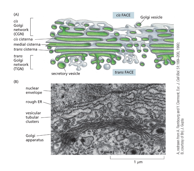 The Golgi Apparatus Consists of an Ordered Series of Compartments