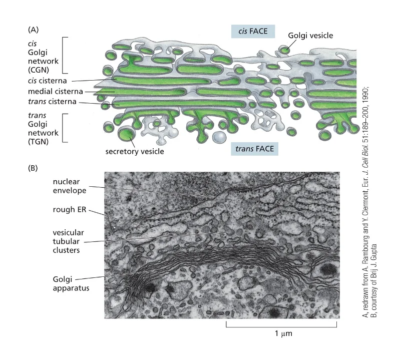 The Golgi Apparatus Consists of an Ordered Series of Compartments