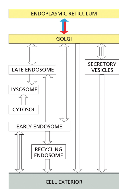 TRANSPORT FROM THE ENDOPLASMIC RETICULUM THROUGH THE GOLGI APPARATUS
