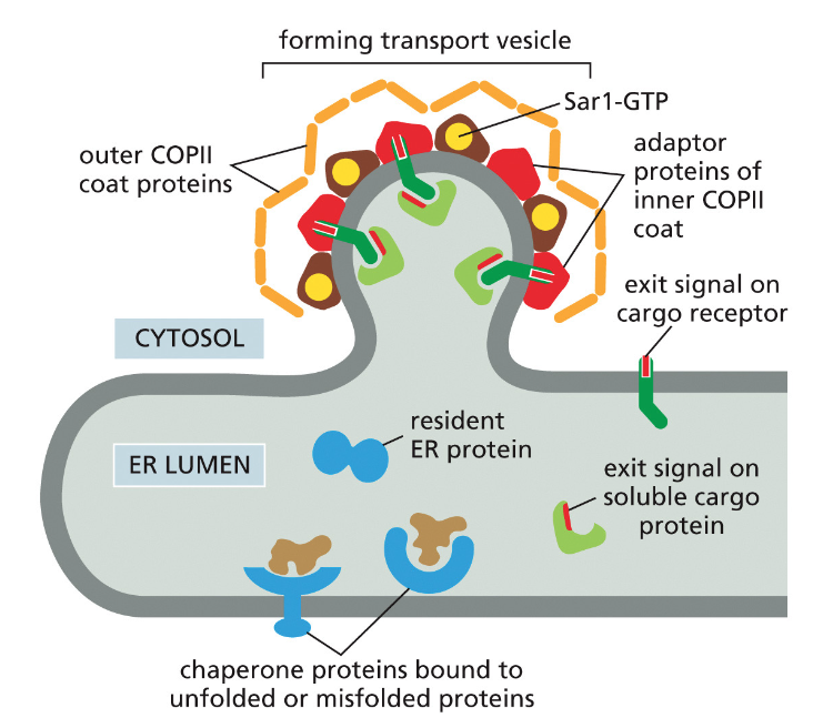 Proteins Leave the ER in COPII-coated Transport Vesicles