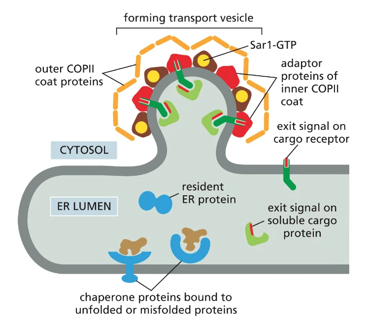 Proteins Leave the ER in COPII-coated Transport Vesicles