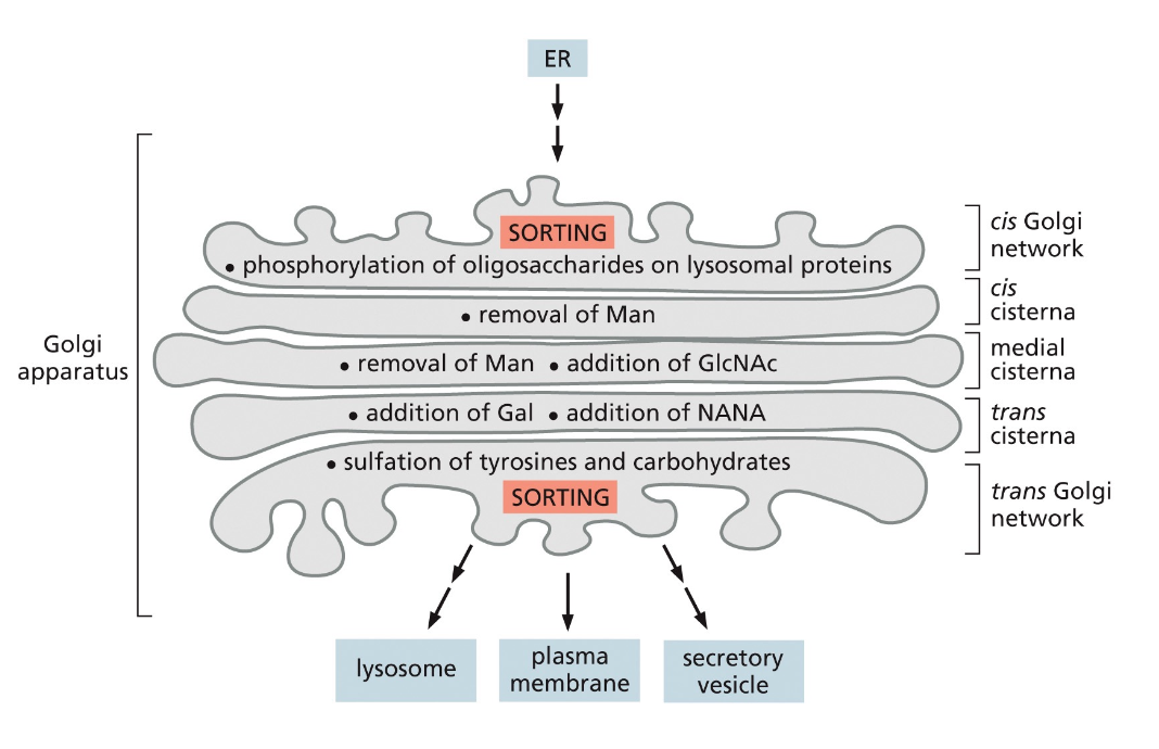 TRANSPORT FROM THE ENDOPLASMIC RETICULUM THROUGH THE GOLGI APPARATUS