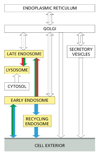 TRANSPORT INTO THE CELL FROM THE PLASMA MEMBRANE: ENDOCYTOSIS