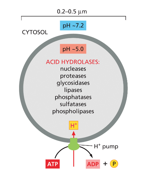 Lysosomes Are the Principal Sites of Intracellular Digestion
