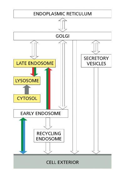 THE DEGRADATION AND RECYCLING OF MACROMOLECULES IN LYSOSOMES
