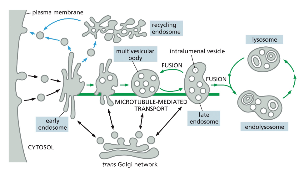 Early Endosomes Mature into Late Endosomes