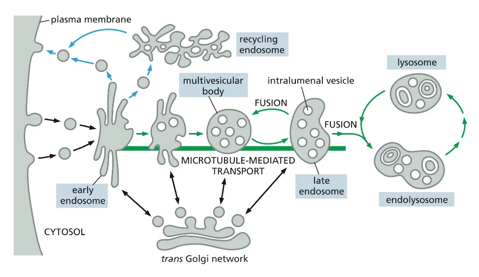 Early Endosomes Mature into Late Endosomes