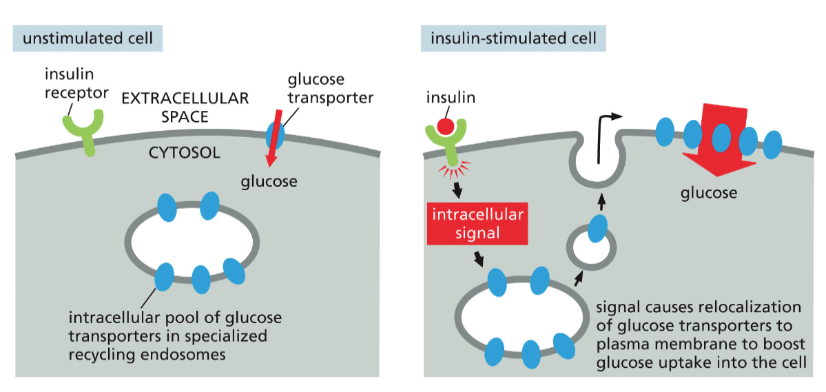 insulin stimulated cell
