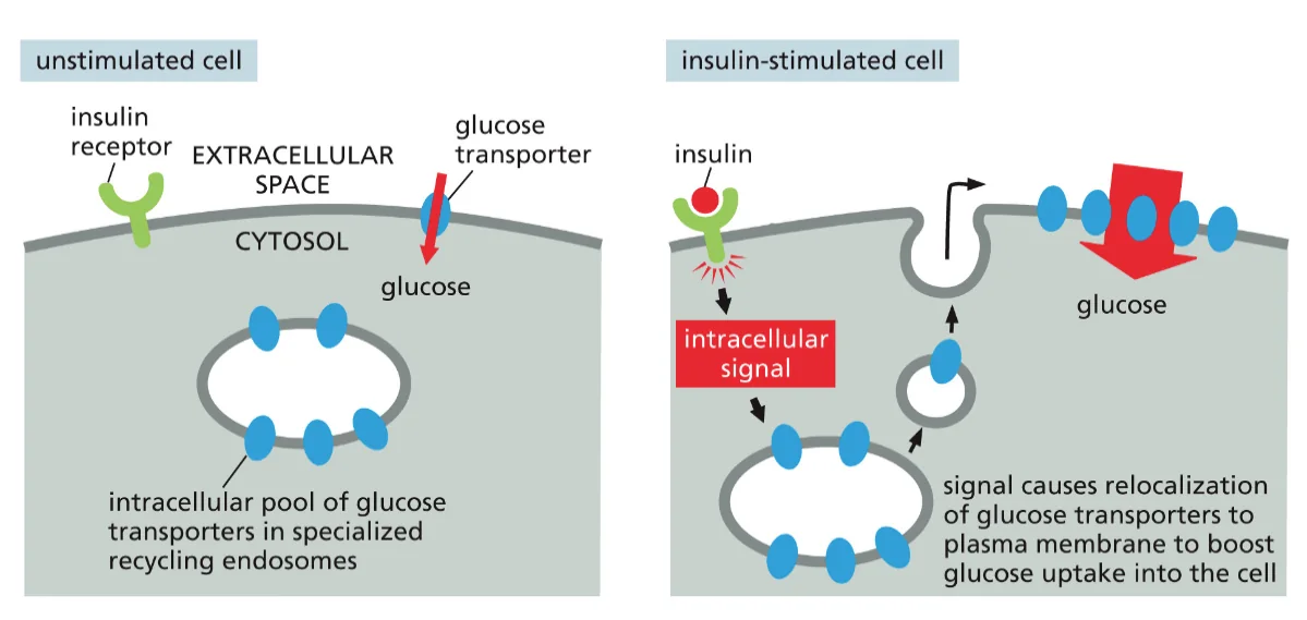 insulin stimulated cell