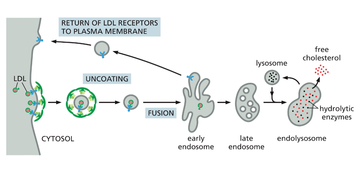 early endosome