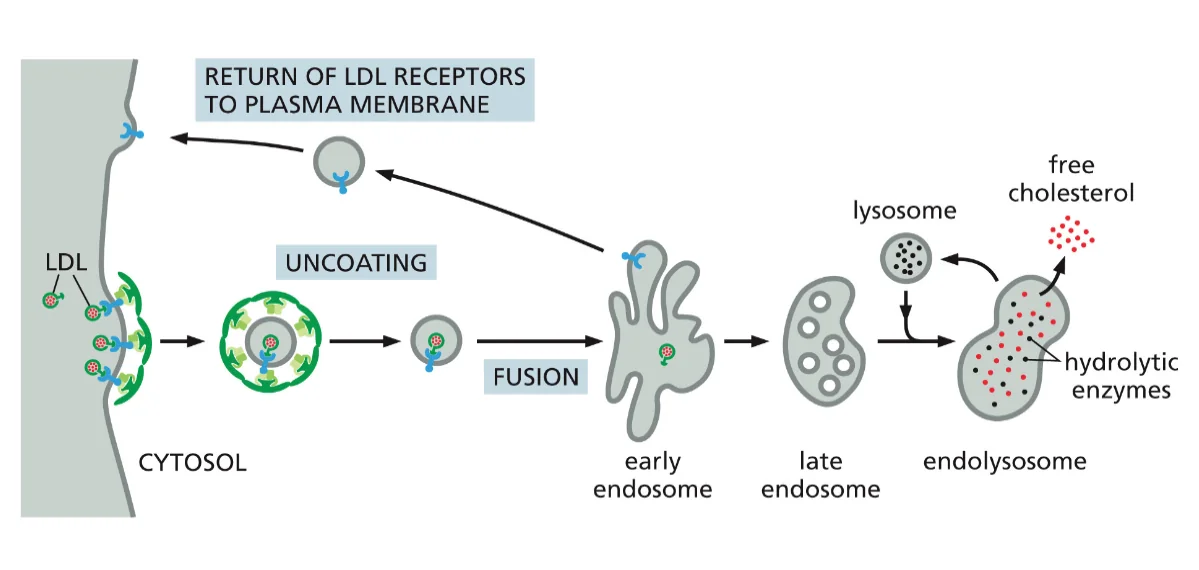 early endosome