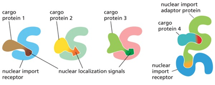 shuttling transport receptors