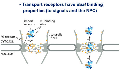 Transport receptors have dual binding properties (to signals and the NPC)