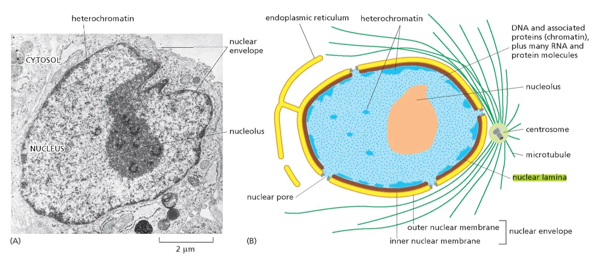 A cross-sectional view of a typical cell nucleus