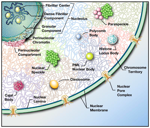 Mao YS, Zhang B, Spector DL. Biogenesis and function of nuclear bodies. Trends Genet. 2011; 27(8):295-306.