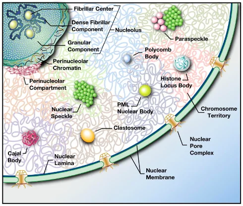 Mao YS, Zhang B, Spector DL. Biogenesis and function of nuclear bodies. Trends Genet. 2011; 27(8):295-306.
