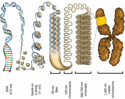 From: Ou HD et al., ChromEMT: Visualizing 3D chromatin structure and compaction in interphase and mitotic cells. Science. 2017; 357(6349):eaag0025.