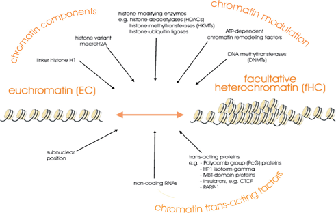 Heterochromatin