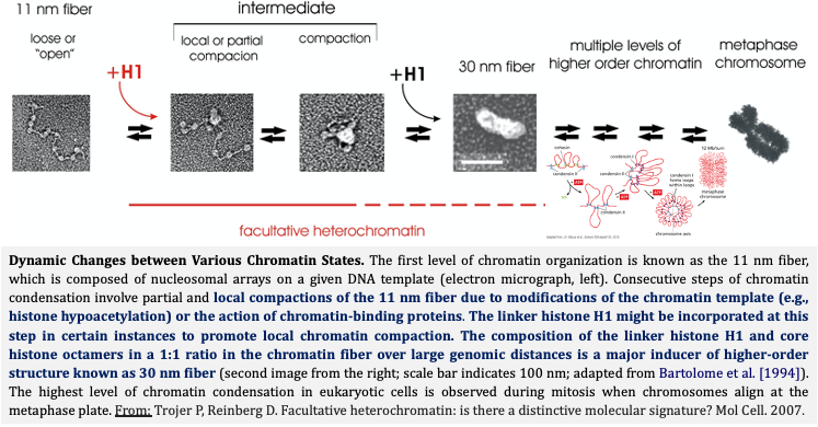 *Facultative heterochromatin, from the latin word ‘‘facultas’’ that literally means ‘‘opportunity’’, designates genomic regions in the nucleus of a eukaryotic cell that have the opportunity to adopt open or compact conformations within temporal and spatial contexts.