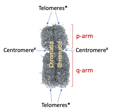 Structure and types of human chromosomes (mitotic)
