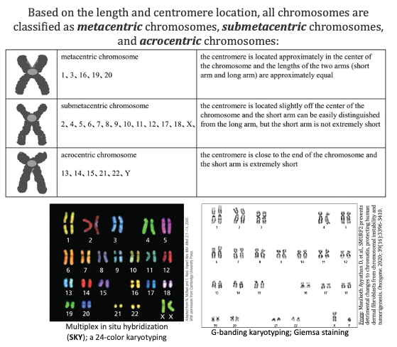Structure and types of human chromosomes (mitotic)