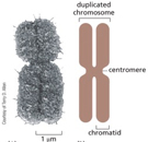 mitotic chromosome