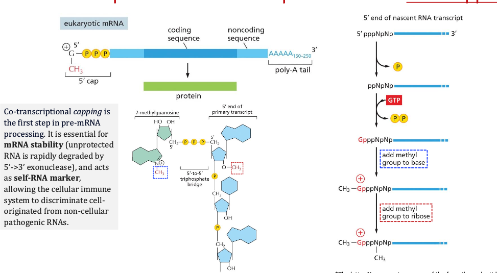 DNA transcription and co-transcriptional events: RNA capping