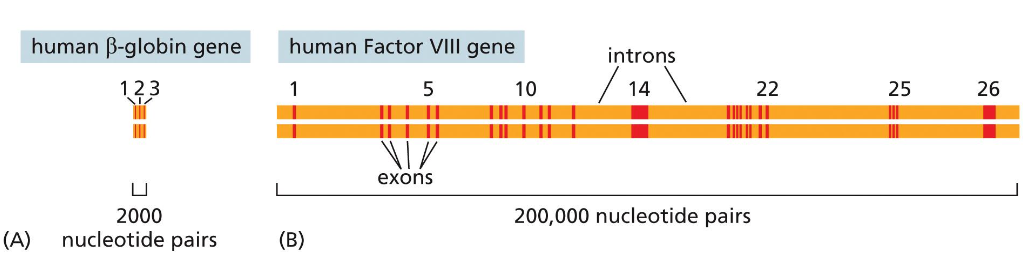 DNA transcription and co-transcriptional events: RNA splicing26