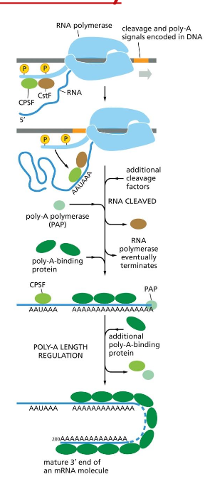 Polyadenylation
