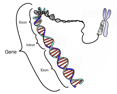 מאת Courtesy: National Human Genome Research Institute - [1] (file), נחלת הכלל, https://commons.wikimedia.org/w/index.php?curid=212144