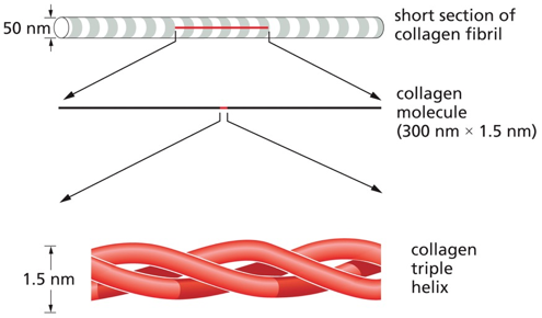 Collagen fibrils in the extracellular space have the tensile strength of steel