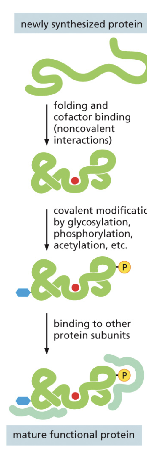 The creation of a functional protein