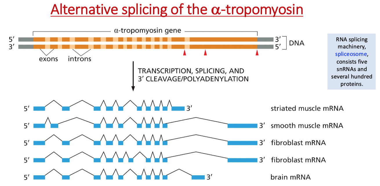Alternative splicing of the alpha-tropomyosin