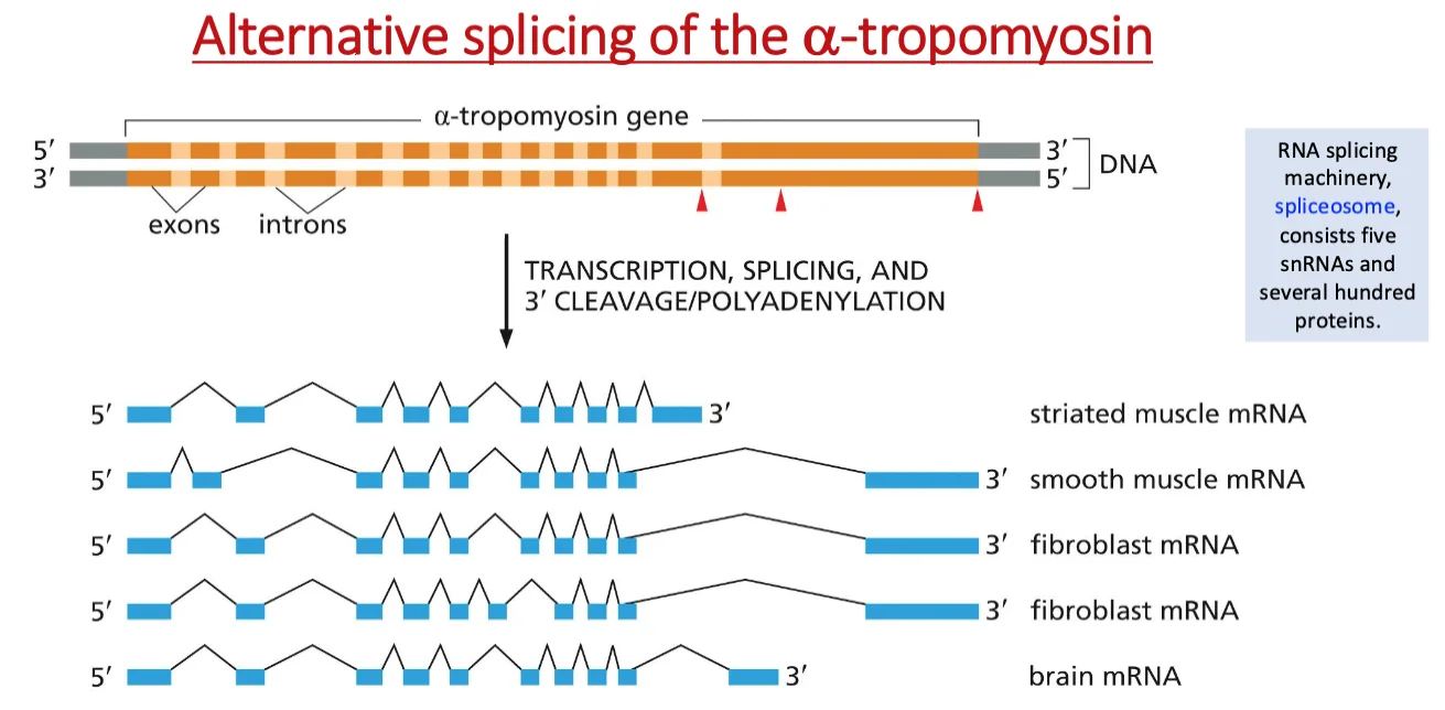 Alternative splicing of the alpha-tropomyosin