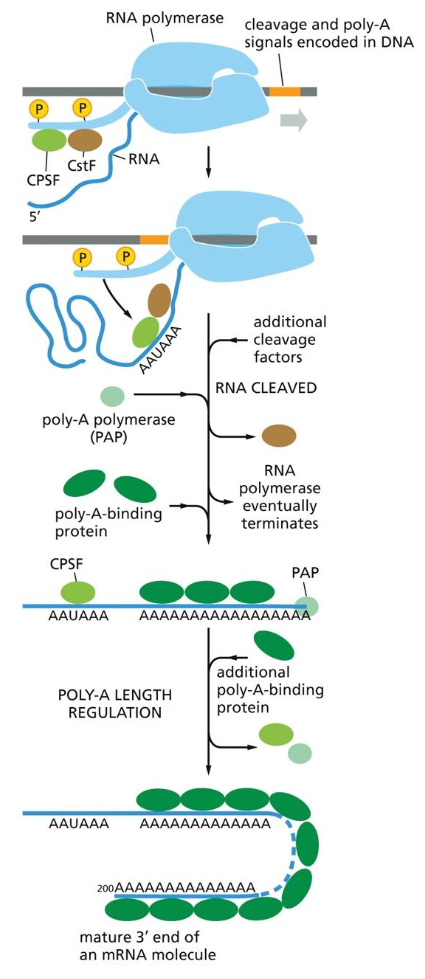 DNA transcription and co-transcriptional events: RNA 3’ end polyadenylation (maturation of the mRNA)