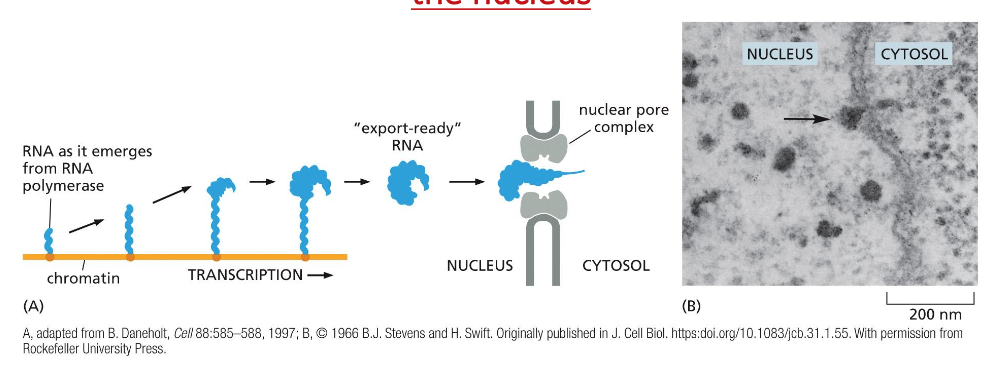 Mature eukaryotic mRNAs are selectively exported from the nucleus