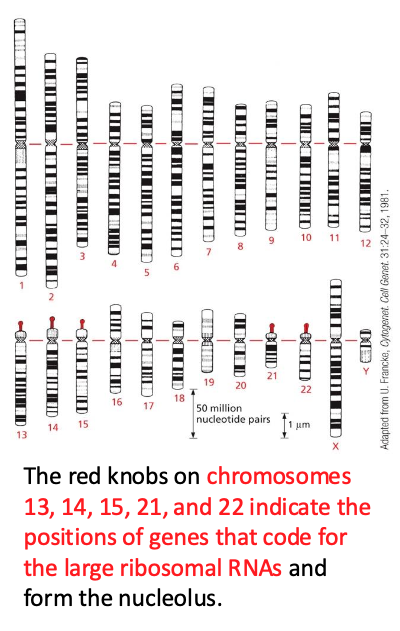 The red knobs on chromosomes 13, 14, 15, 21, and 22 indicate the positions of genes that code for the large ribosomal RNAs and form the nucleolus