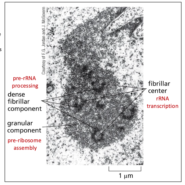 The Nucleolus is a ribosome-producing factory