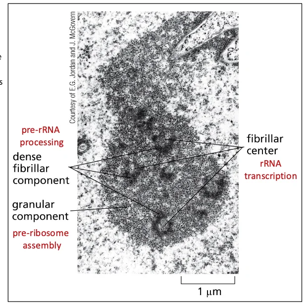 The Nucleolus is a ribosome-producing factory