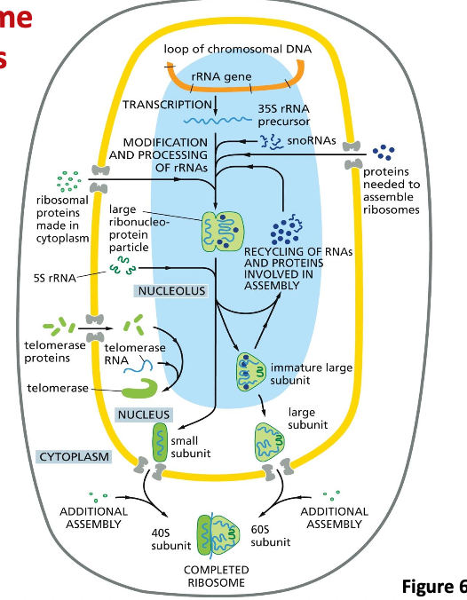 ribosome assembly