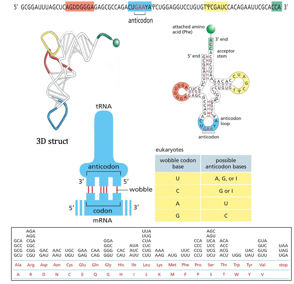 tRNAs: An overview