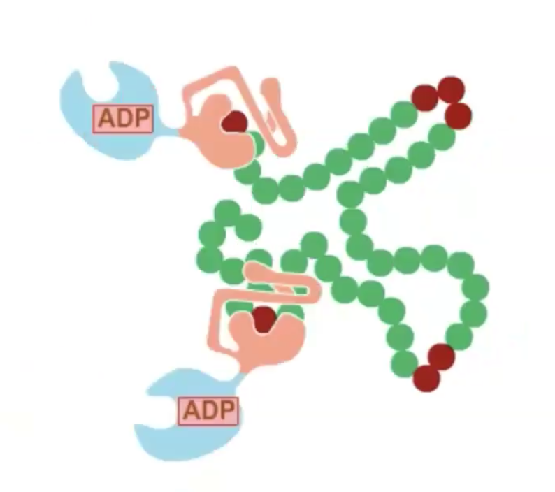 hsp70