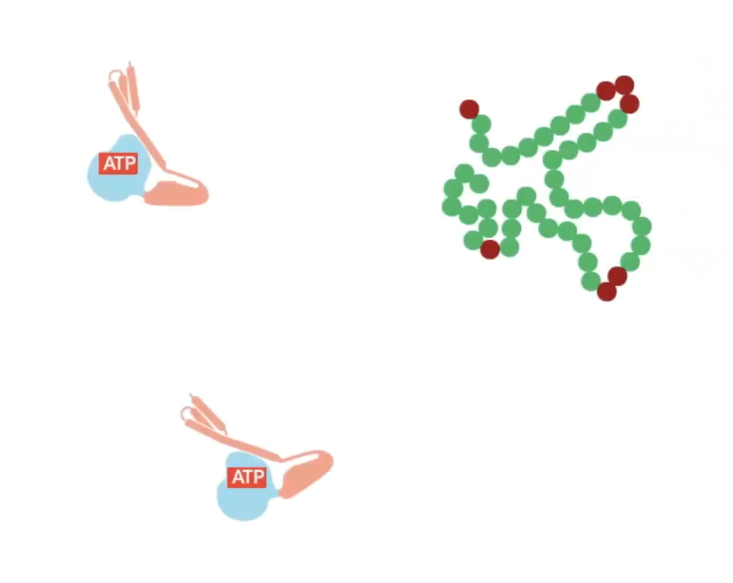 hsp70-bad-protein