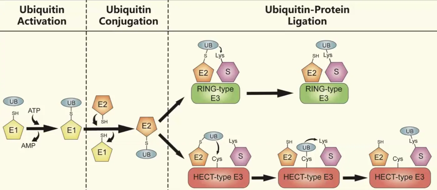 Ubiquitination