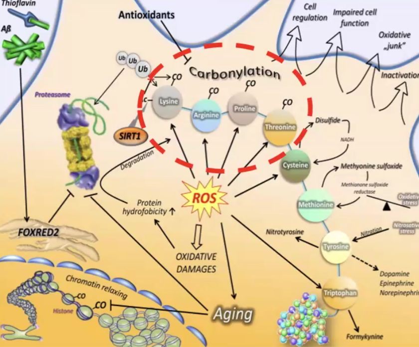 Carbamylation